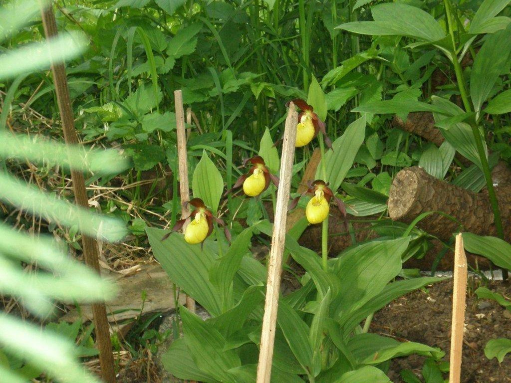 מלון Alpenhof "Alt Laehn" מראה חיצוני תמונה